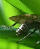 Dolerus sp.